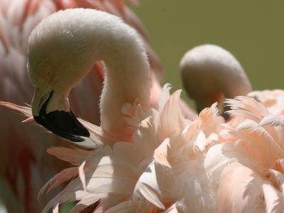 Flamingo Zoo Salzburg (© Zoo Salzburg)