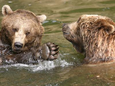 Braunbären Zoo Salzburg (© Zoo Salzburg)