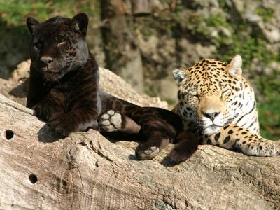 Jaguare Zoo Salzburg (© Zoo Salzburg)