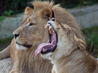 Löwen Zoo Salzburg (© Zoo Salzburg)