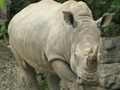 Nashorn Zoo Salzburg (© Zoo Salzburg)