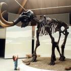 Das Siegsdorfer Mammut
